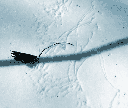 leaf tracks