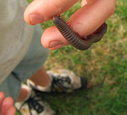 millipede on hand