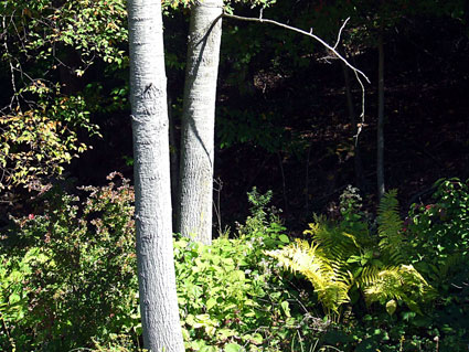 aspens