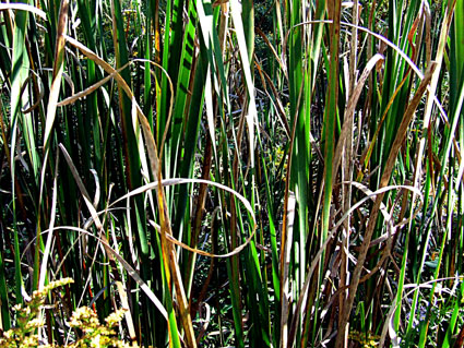 cursive cattails