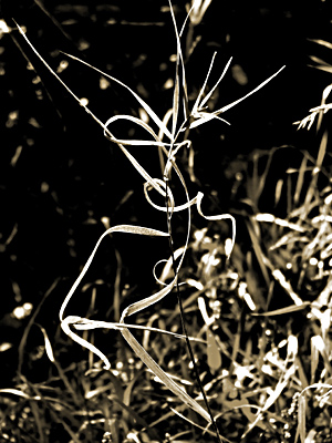 dancing grass