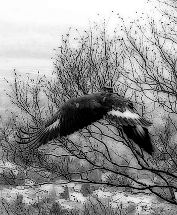 golden eagle with transmitter