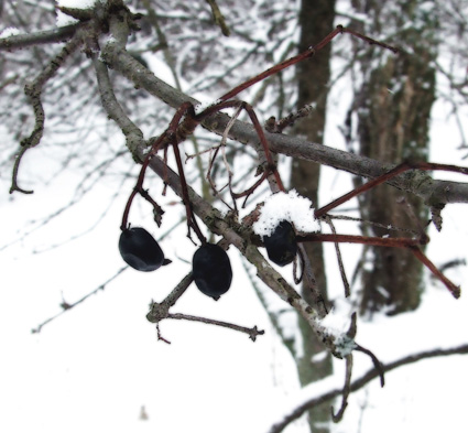 hawthorn drupes