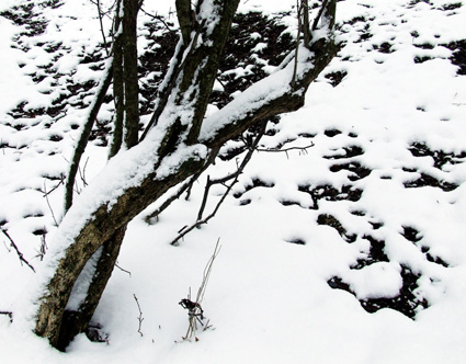 hawthorn spring