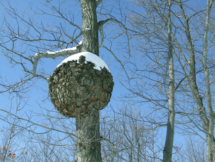 burl 3