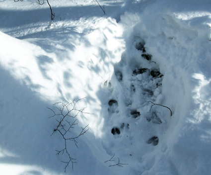 deer bed 2