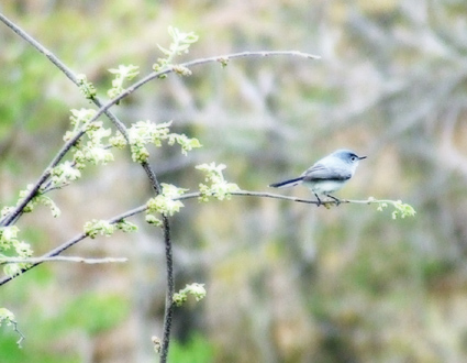 gnatcatcher