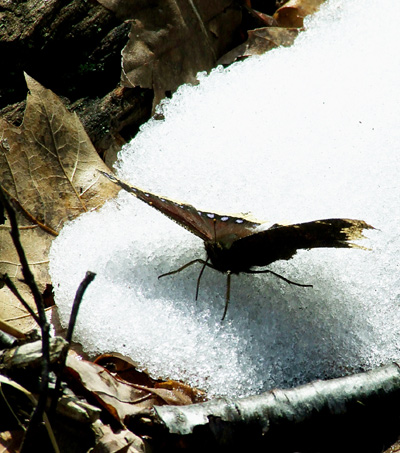 mourning cloak on snow 2