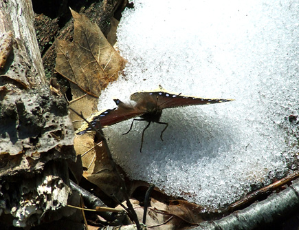 mourning cloak on snow 3
