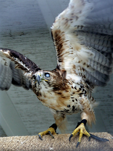 one-eyed hawk