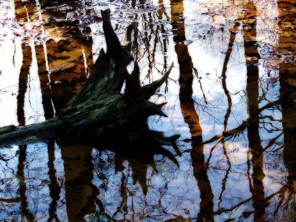 sky roots