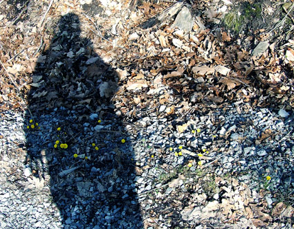 coltsfoot