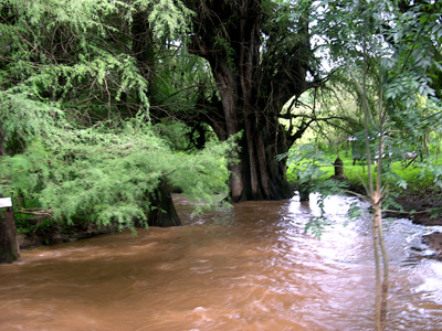 ahuehuetes in a stream