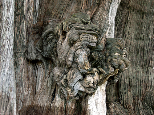 Tule tree burl