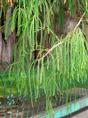 Tule tree foliage