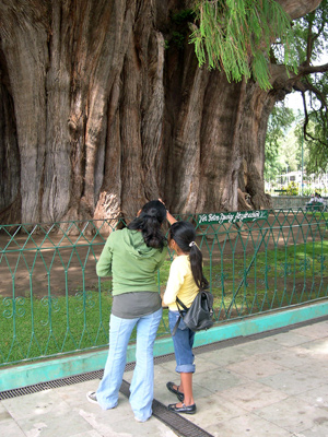 Tule tree with tourists