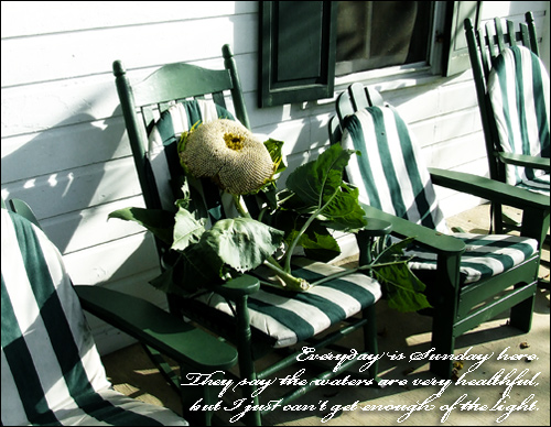 sunflower postcard