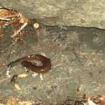 A Jefferson salamander (?)