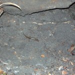This dusky salamander was too fast for the kids to get ahold of