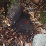The northern red salamander was the find of the day