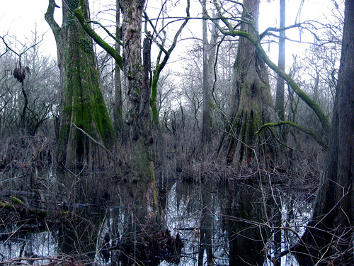 Sky Lake WMA, Mississippi