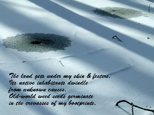 Poem: 'The land gets under my skin and festers. Its native inhabitants dwindle from unknown causes. Old-world weed seeds germinate in the crevasses of my bootprints.'
