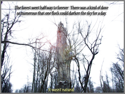 Poem: 'The forest went halfway to forever. There was a kind of dove so numerous that one flock could darken the sky for a day. It wasn't natural.'