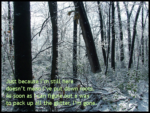 trees in an icestorm
