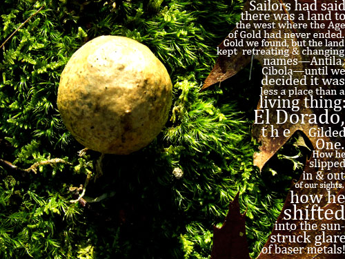 photo of an oak apple gall with a poem about El Dorado