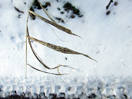 roadside grass (click to see on photoblog)