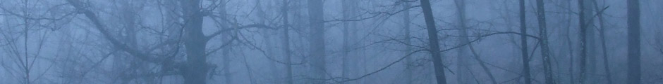 woods in fog