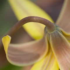 Trout Lily by Jennifer Schlick