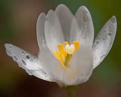 Bloodroot by Jennifer Schlick