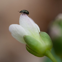 Cut-leaved Toothwort by Jennifer Schlick