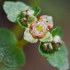 Golden Saxifrage by Jennifer Schlick