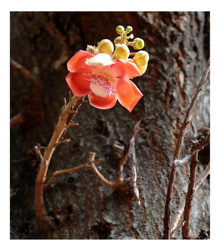 Cannon Ball Tree Flower Cannon Ball Tree Flower