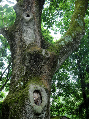 Marly Youmans - tree at West Chester Marly Youmans - tree at West Chester