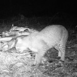 bobcat at bait pile 1