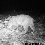 bobcat at bait pile 2