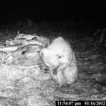 bobcat at bait pile 4