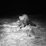 fisher at bait pile 2