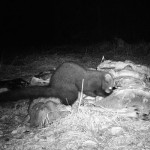 fisher at bait pile 3